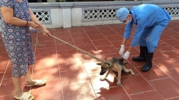 The Central province opens a peak month for rabies prevention and control